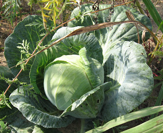 cabbage