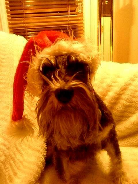 Dolly har pyntet seg til jul, matmor tar bilde