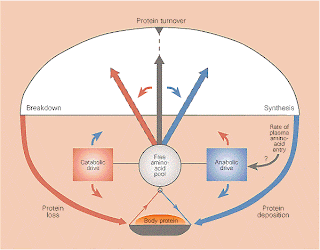 location of protein turnover and rate nutrition 10 location of protein turnover and rate nutrition 10