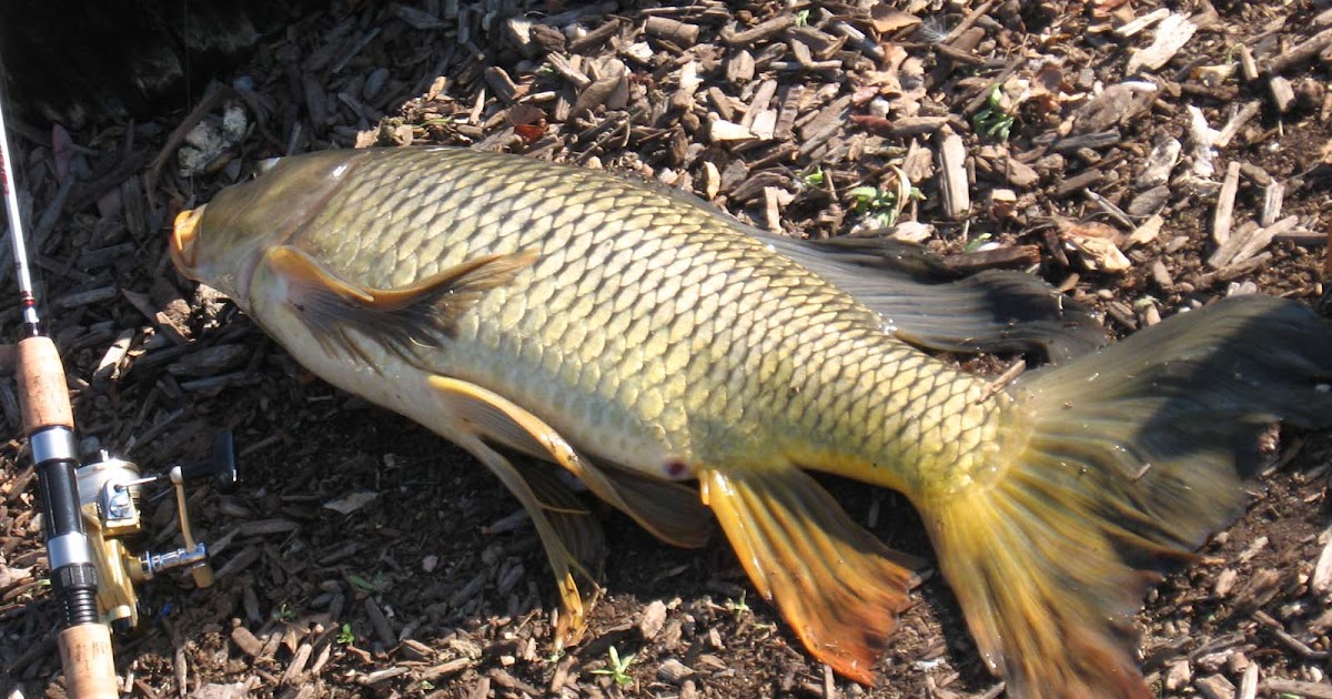 carp