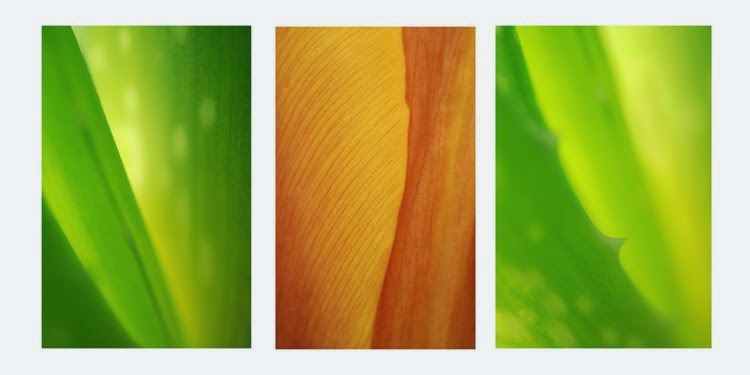 [Aloe+&+Tulip+copy.jpg]