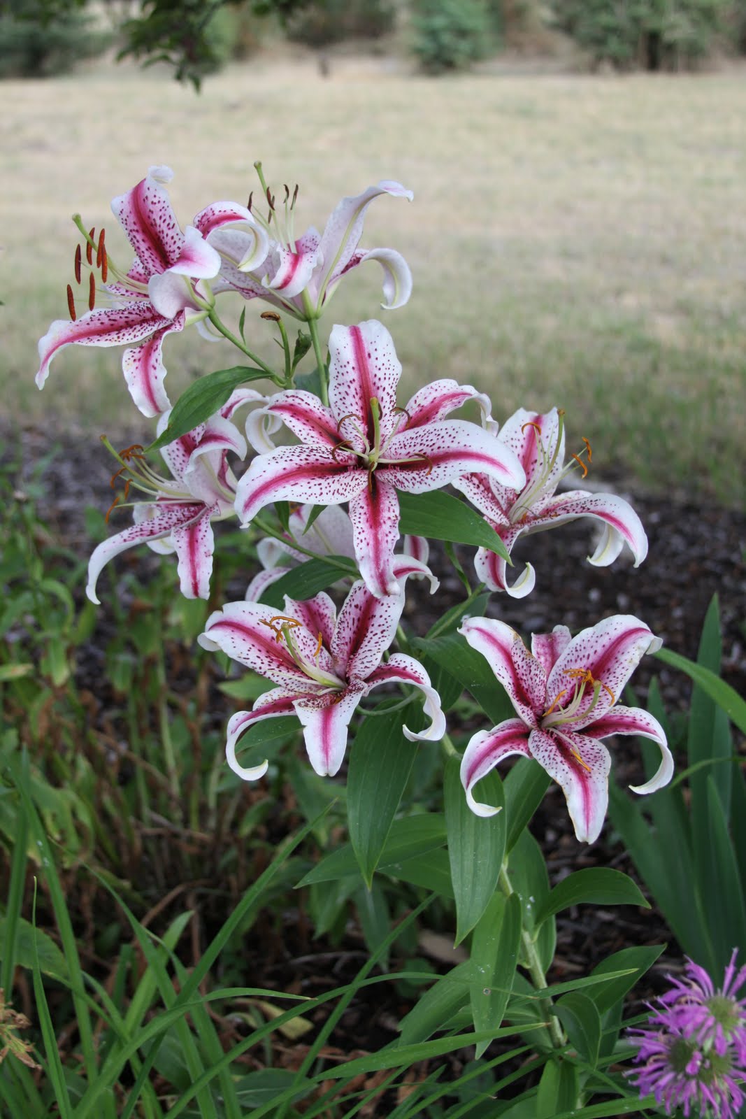 Susan's In the Garden Perennials Oriental lilies pt. 2