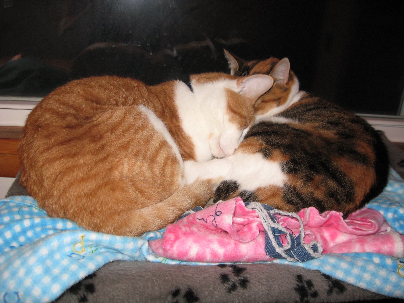 [IMG_0009.JPG]
