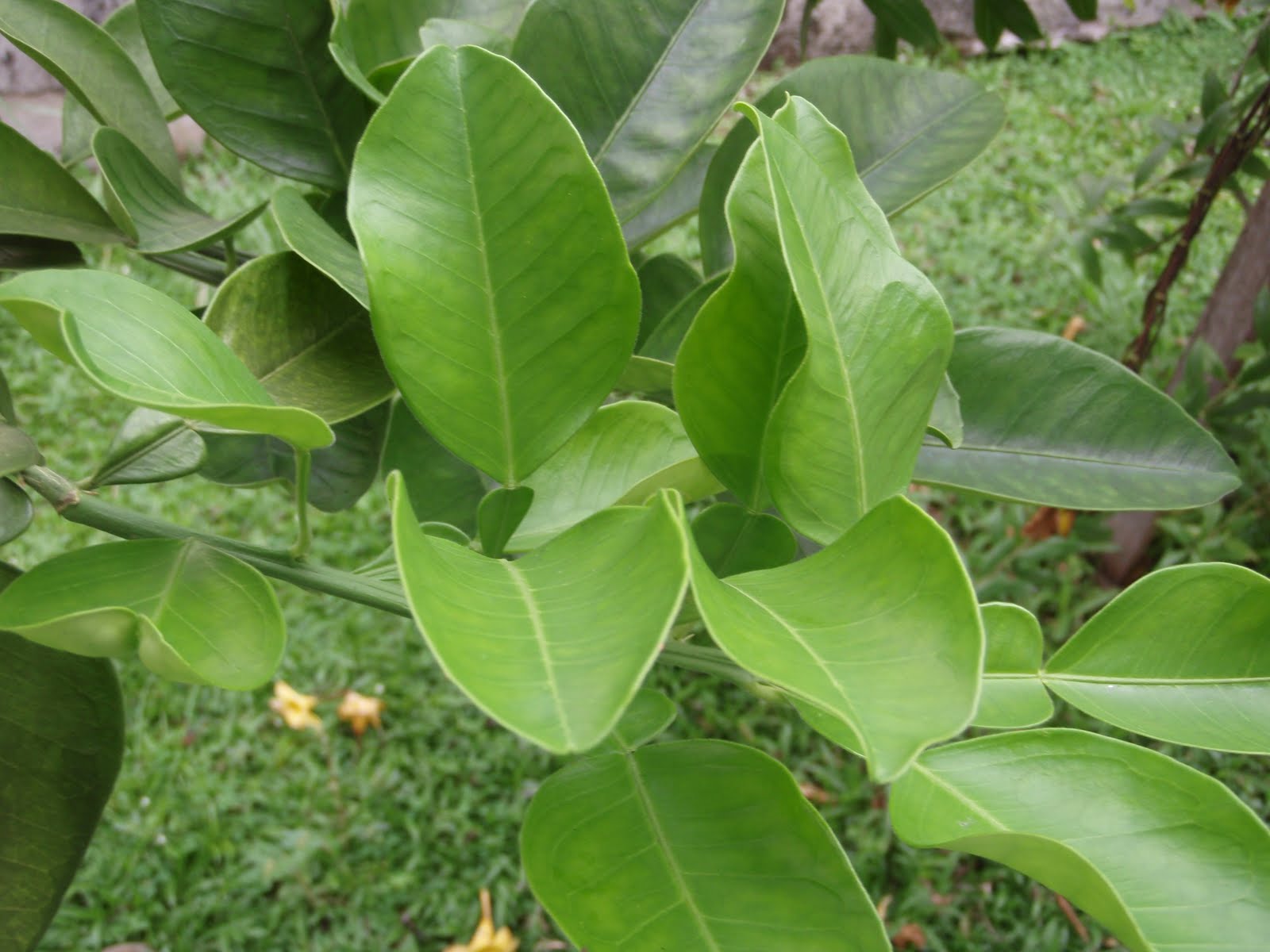 pomelo leaf