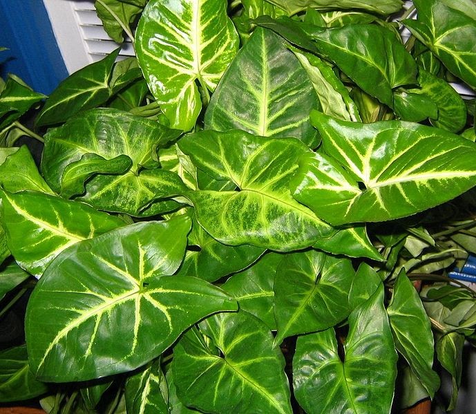 Xing Fu ARROWHEAD PLANT