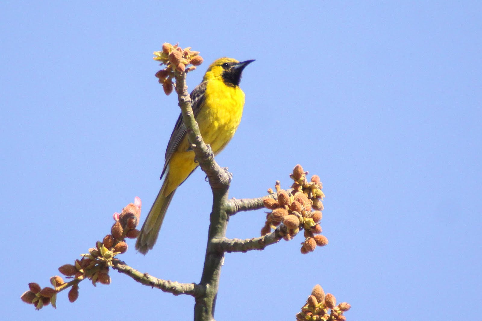 A Bird in the Bush San Joaquin Wildlife Sanctuary