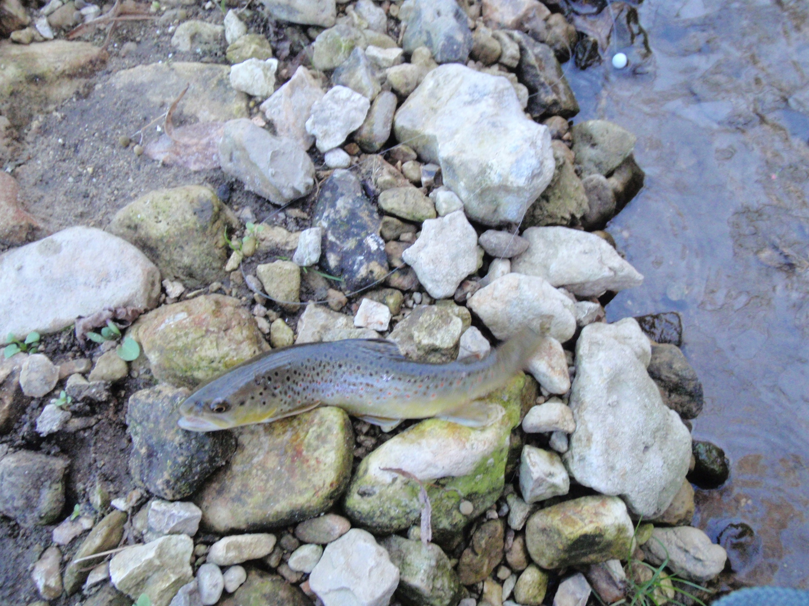 On The Creek Iowa trout fishing