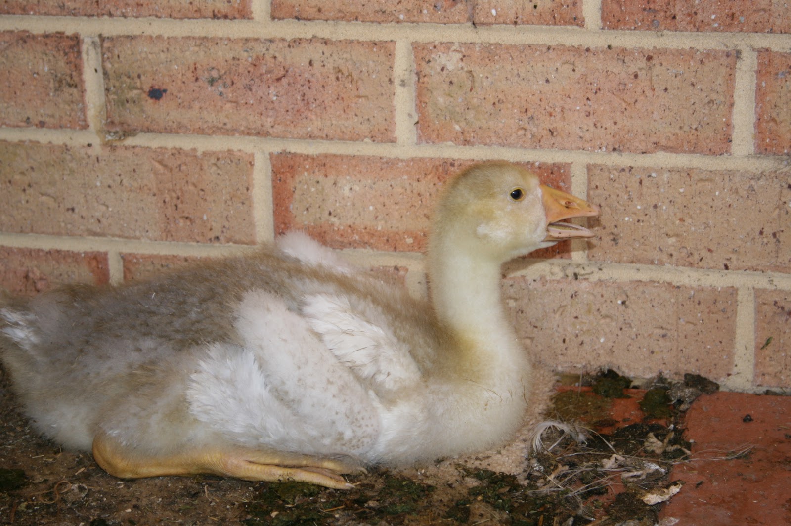 Raising Chooks and Ducks. Gosling 5 weeks old!