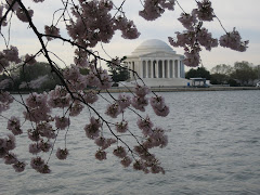 Cherry Blossoms in DC