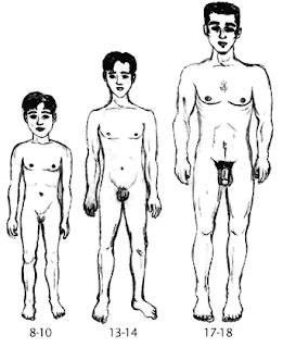 Male Development