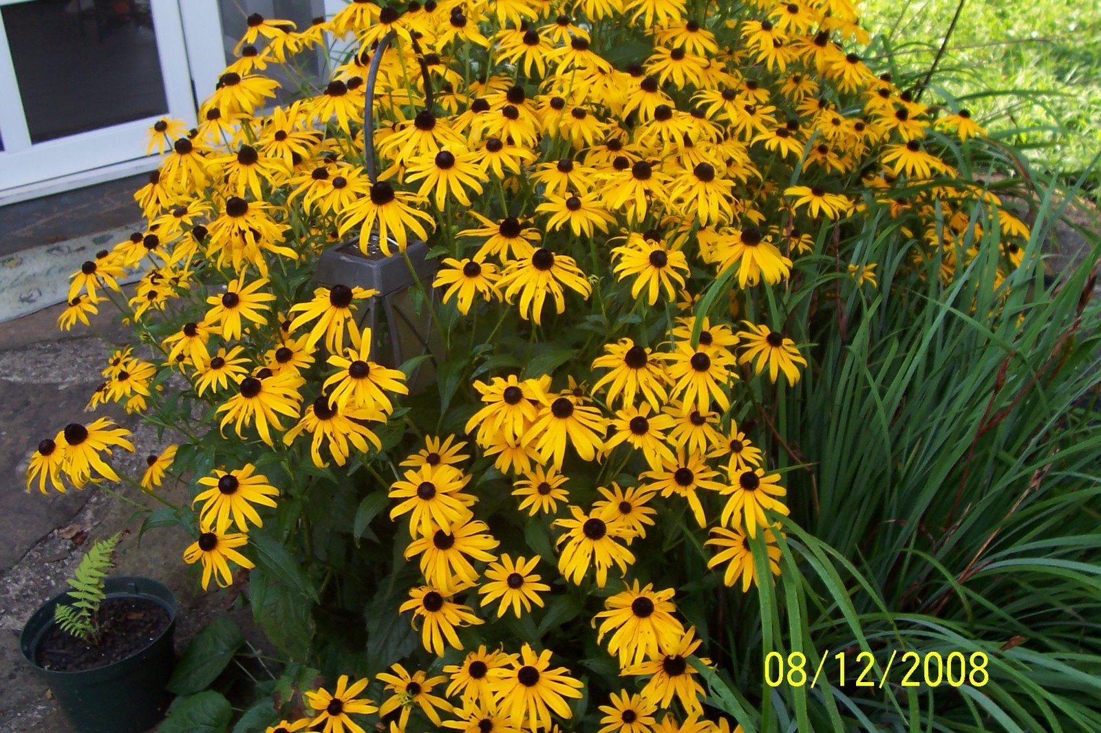 My black eyed Susans