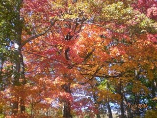 [tree4.JPG]