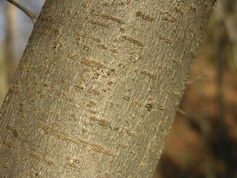 Captina Creek Witch Hazel