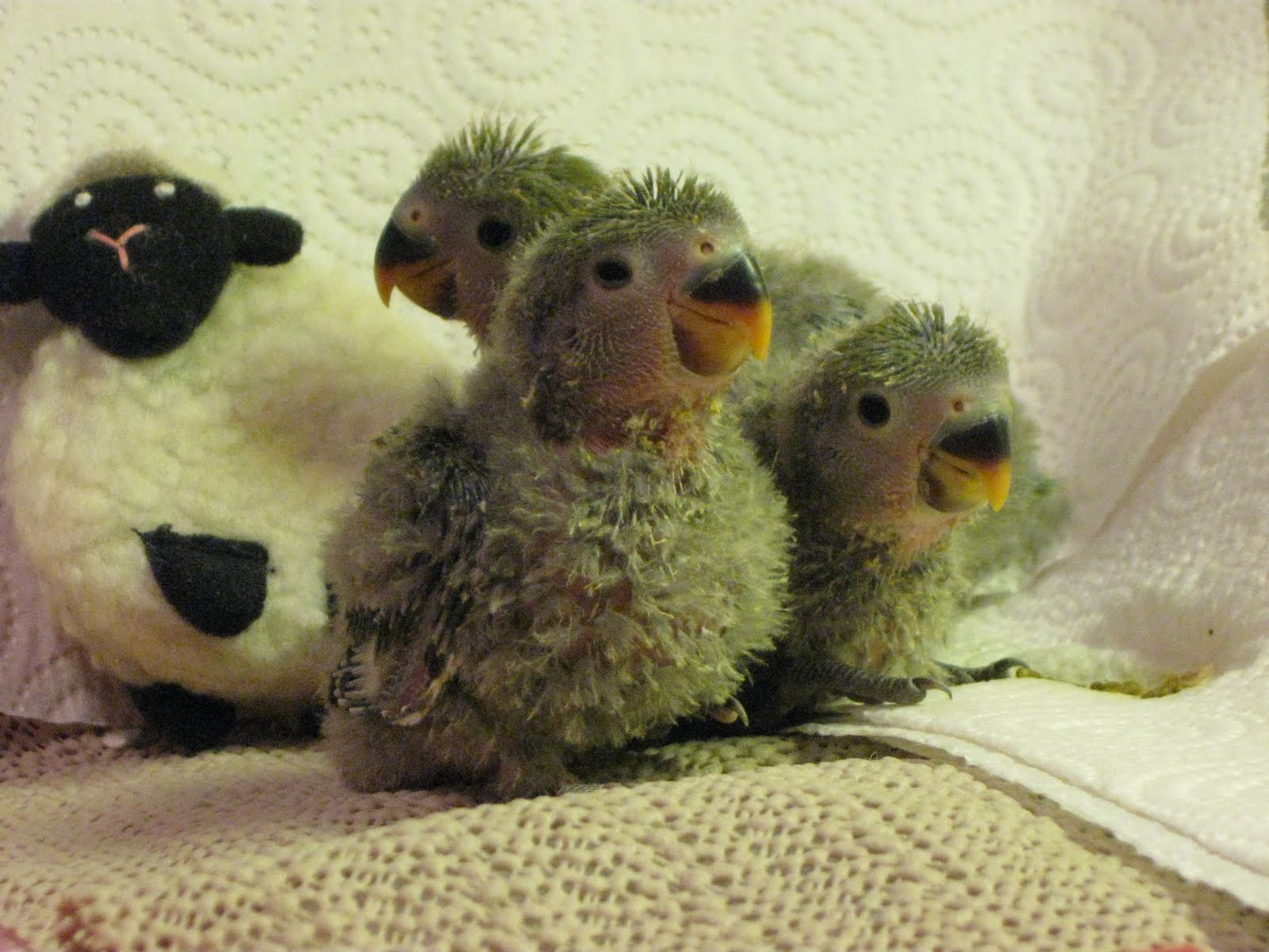 Heartsong Aviary Baby Lovebirds Ready for Forever Homes