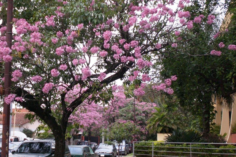 Camino al Paraguay SALVEMOS AL TAJÝ. Preludio de Primavera Lapachos