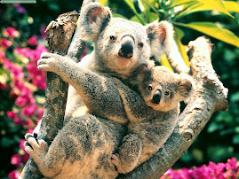 Koalas