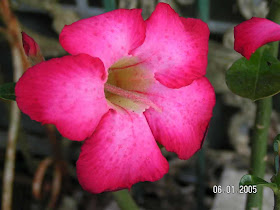 Orchid And Other Plant Juli 2009