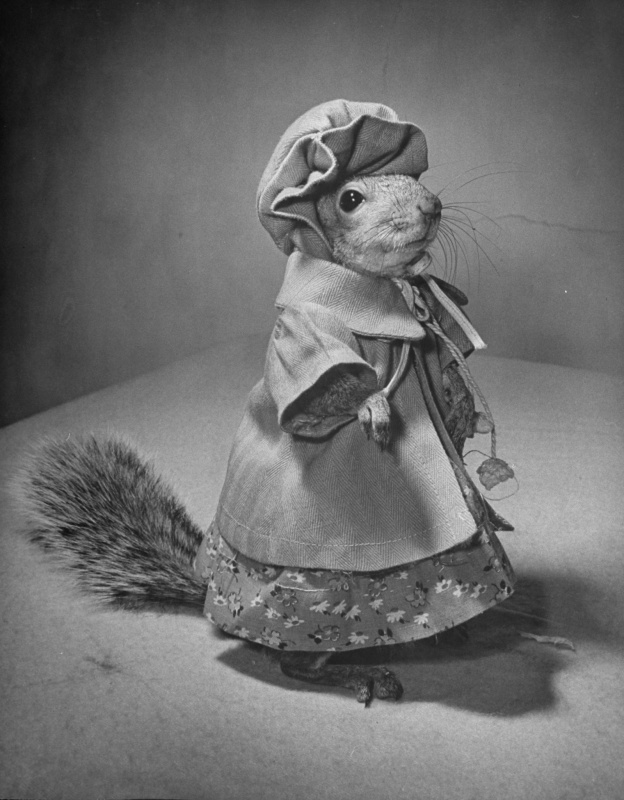 harper & co. Squirrel dressup