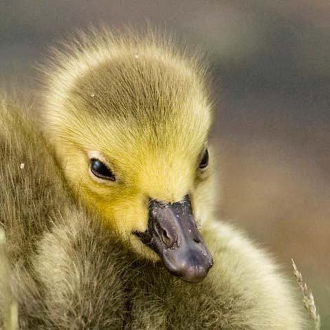 Canada+goose