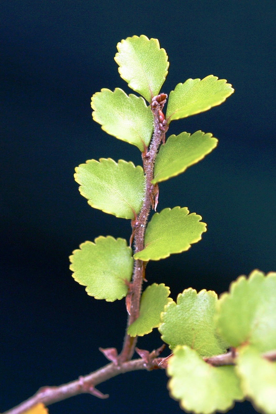 vine with alternating leaves