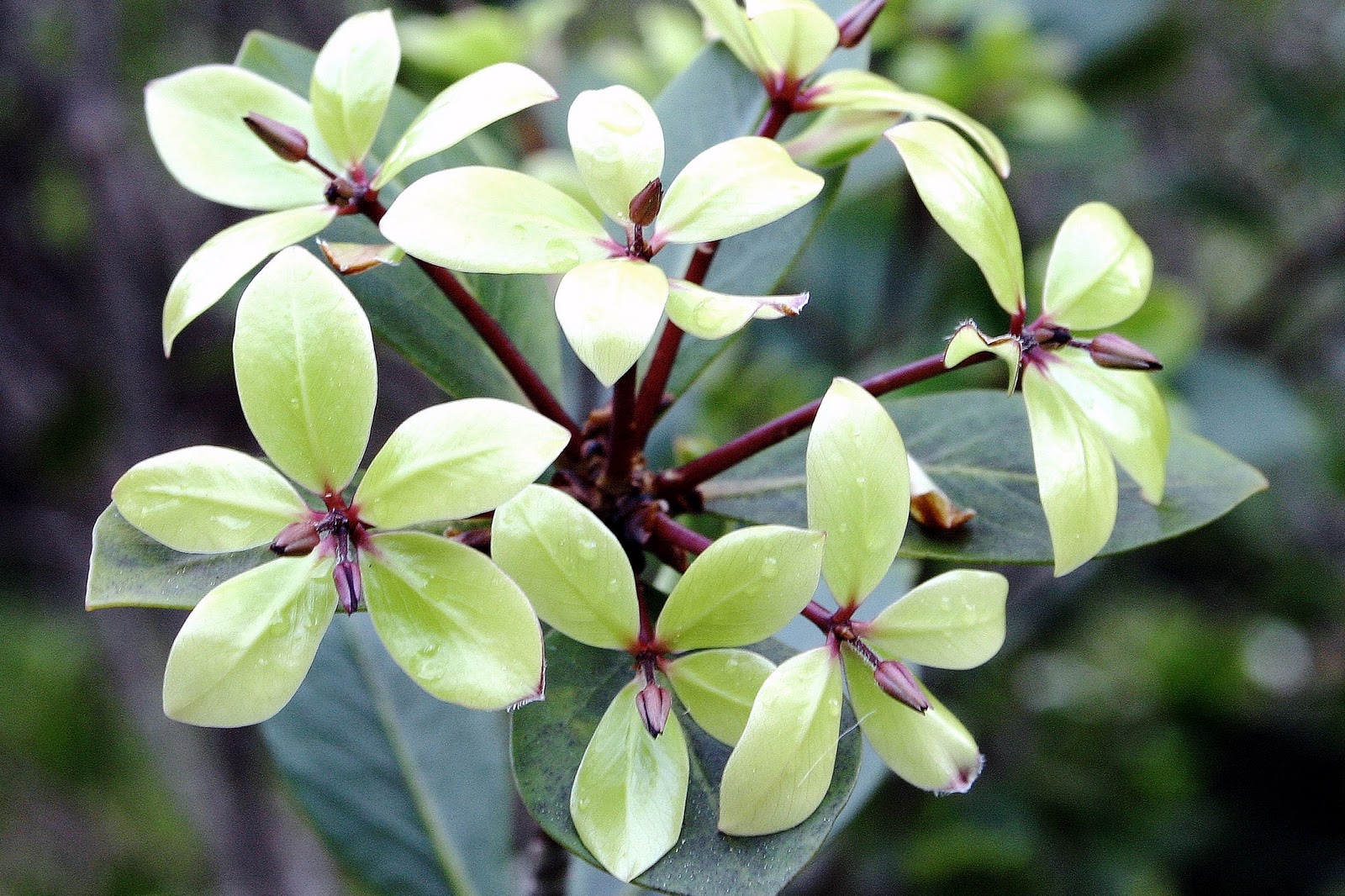 Whorl A ring of parts arising from the same level