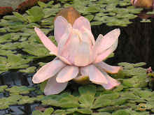 Victoria Amazonica