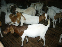 Boer Goats For Sale!!!