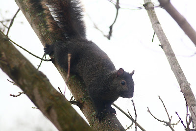 The Ohio Nature Blog: Eastern Gray Squirrels