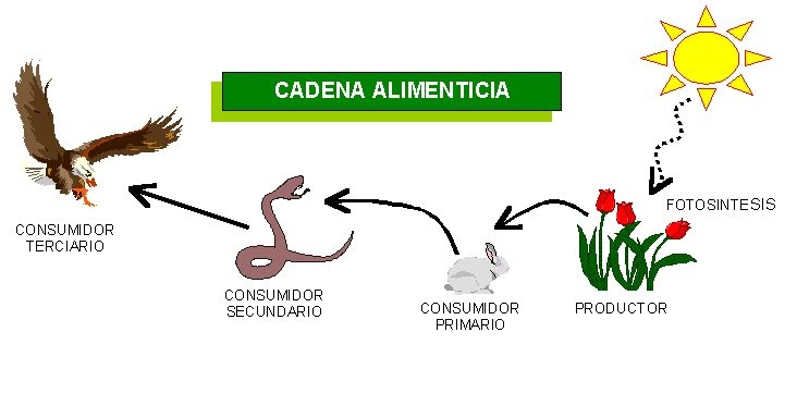 cadenas y redes alimenticias del desierto cadenalimenticia cadenas y redes alimenticias del desierto cadenalimenticia