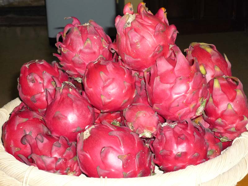 Manfaat Buah Naga