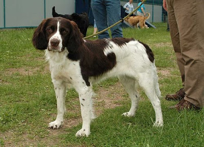 English Springer Spaniel Breeders