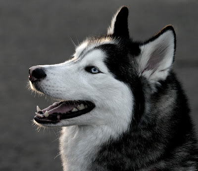 Siberian Husky Appearance