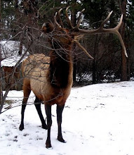 an elk in our yard