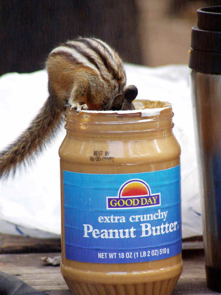 [humorous-231+chipmunk.jpg]