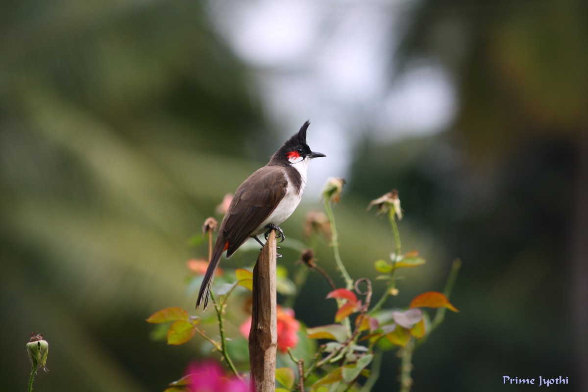 [Bulbul.JPG]