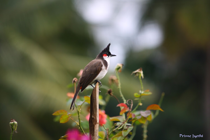 Bulbul