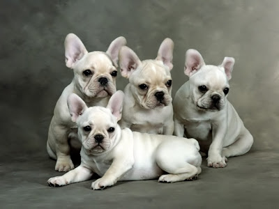 French Bulldog Puppies Wallpaper