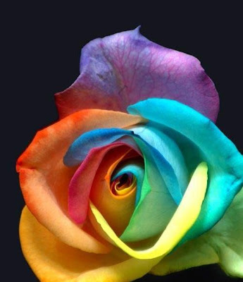 The sender of roses should be