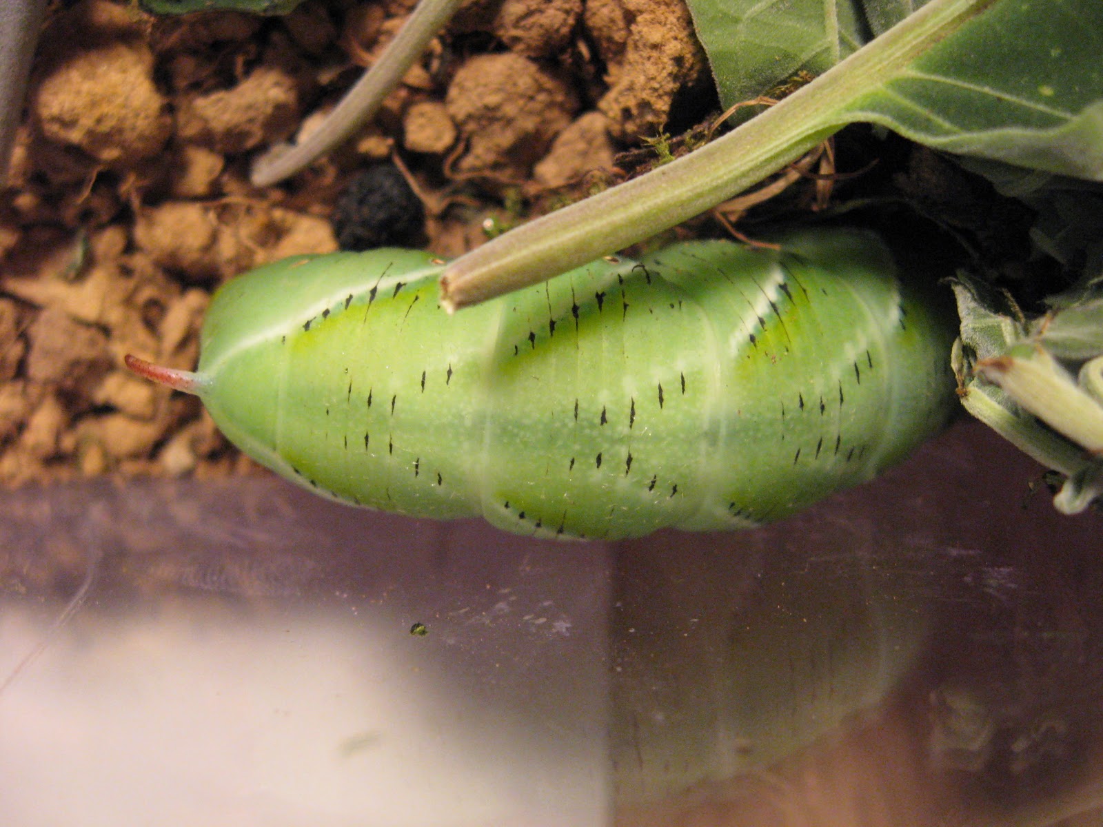Will grow to about 2" Live Hornworms 1-4 pods 24-30 each pod up to 120 worms 