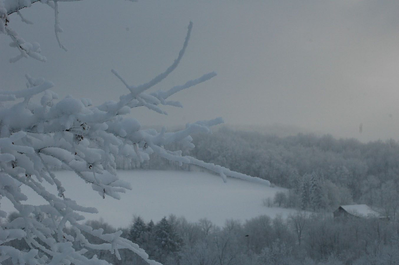 [frosty+branches+011010.jpg]