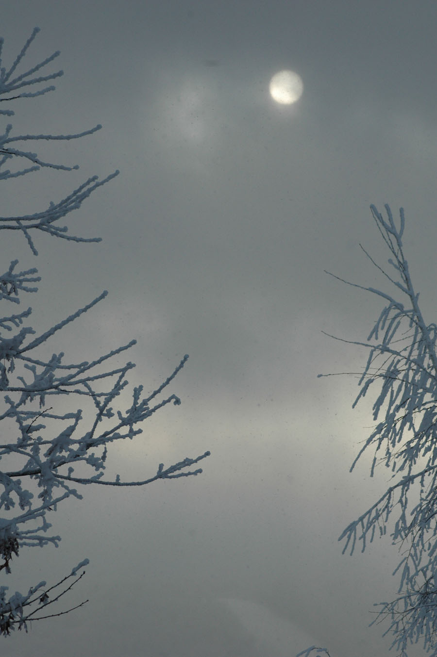 [branches+b+011010.jpg]