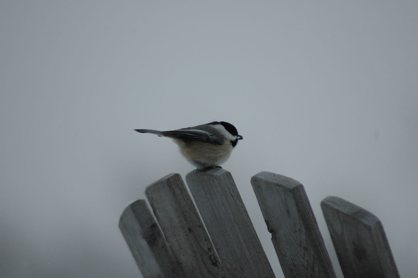 [chickadee+010310.jpg]