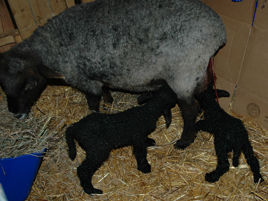 [blackberry+and+lambs+apr+23.jpg]