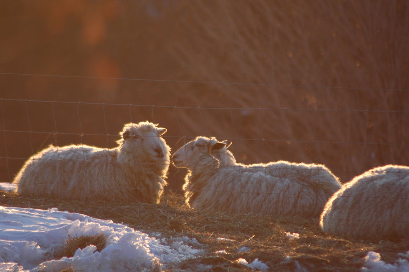 [ewes+at+dawn+30710.jpg]