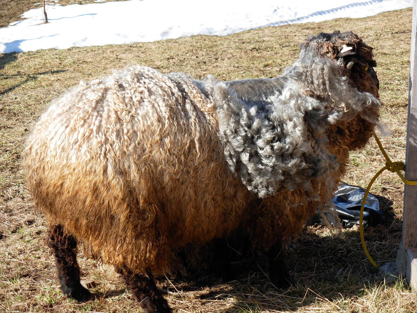 [poseidon+shearing+a+31710.jpg]