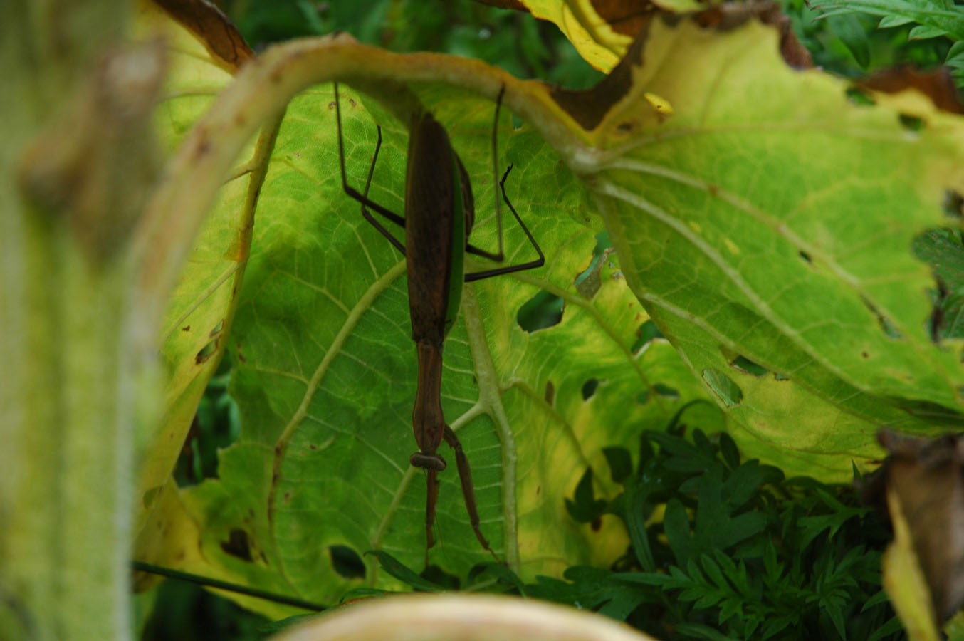 [praying+mantis+sunflower.jpg]