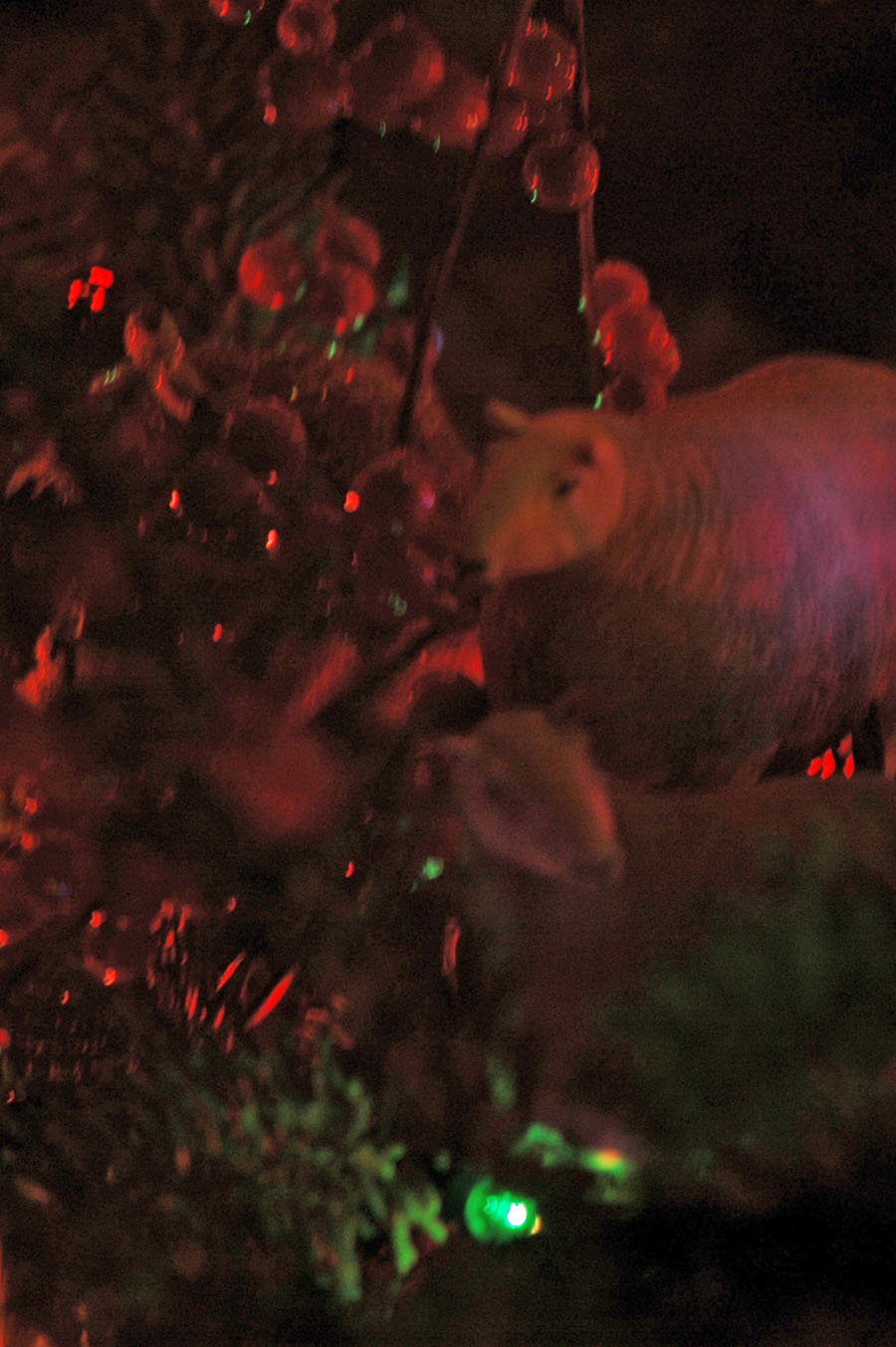 [christmas+tree+sheep.jpg]