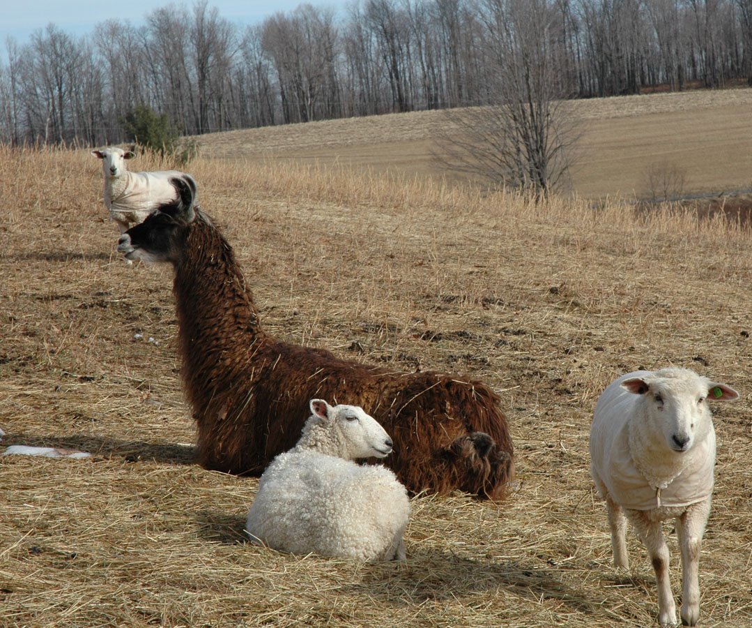 [snostorm+and+yearlings+21009.jpg]