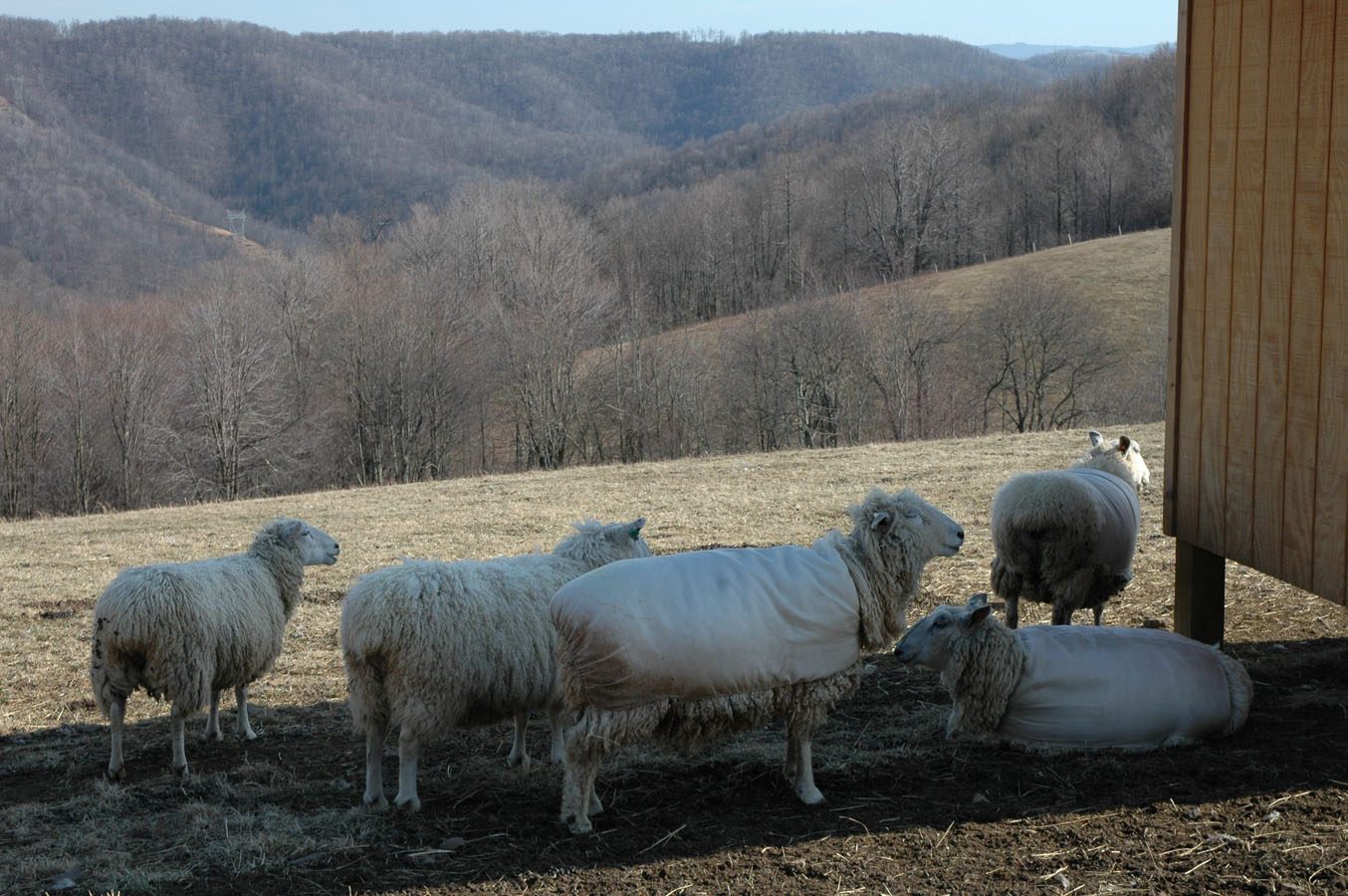 [ewes+waiting+mar+09.jpg]