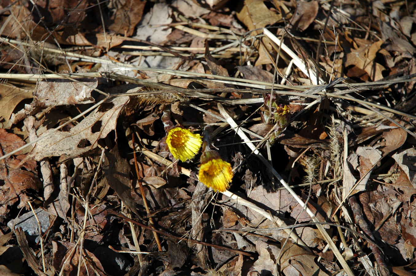 [coltsfoot+33109.jpg]